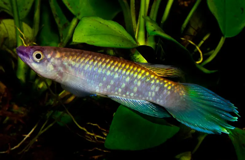 Epiplatys fasciolatus photo