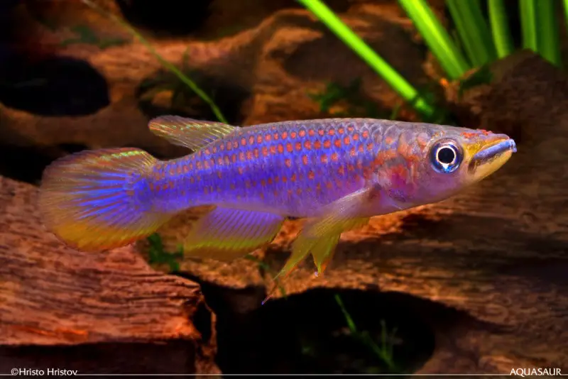 Epiplatys lamottei photo