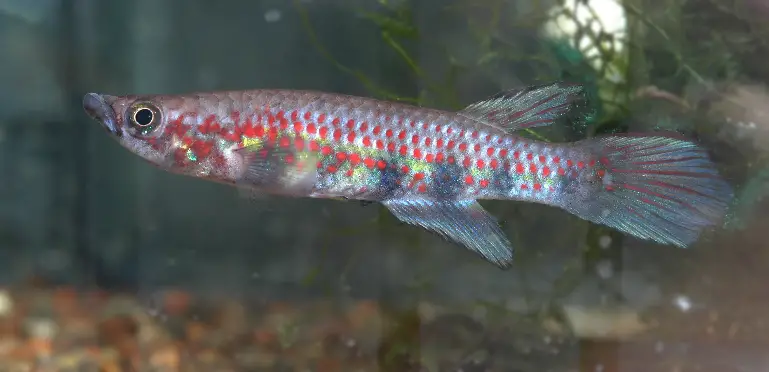 Epiplatys mesogramma photo
