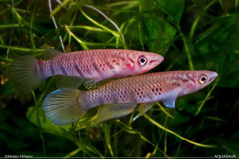 Epiplatys sexfasciatus photo