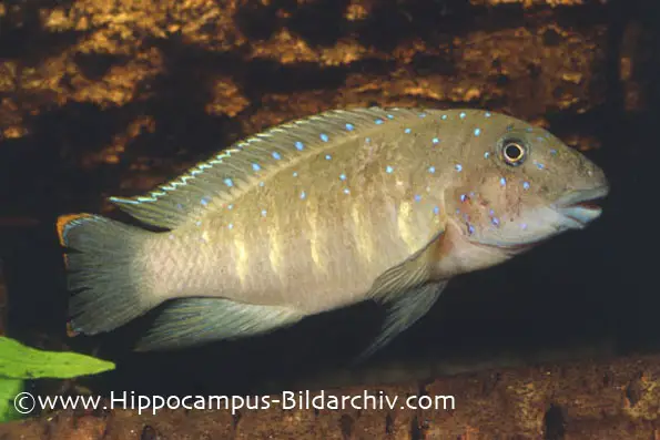 Eretmodus cyanostictus photo