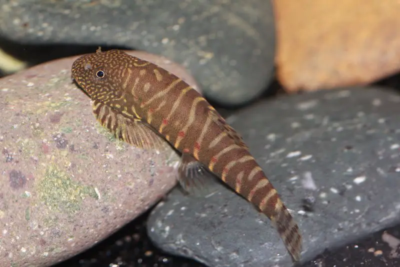 Erromyzon sp. er02 photo