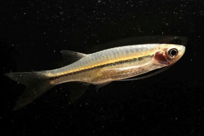 Esomus longimanus photo
