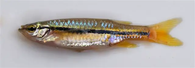 Esomus danrica photo