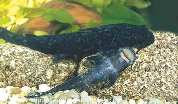 Euchilichthys guentheri photo