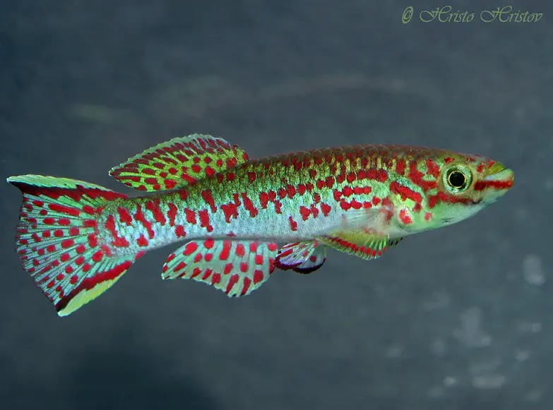 Fundulopanchax gardneri photo