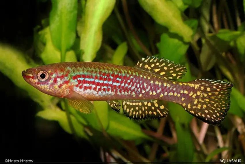 Fundulopanchax gresensi photo