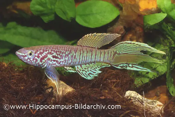 Fundulopanchax sjoestedti photo
