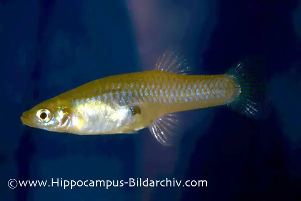 Gambusia affinis photo