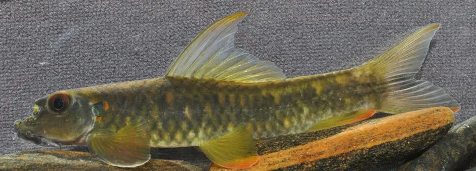 Garra bicornuta photo