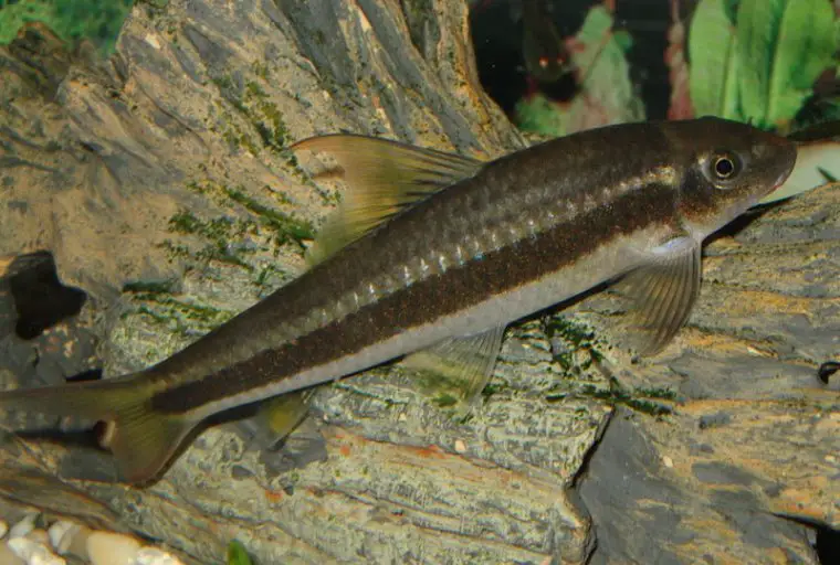 Garra cambodgiensis photo