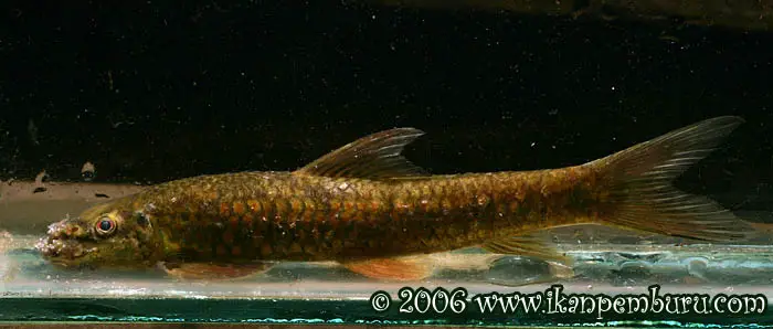 Garra rotundinasus photo