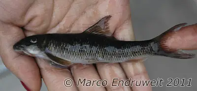 Garra imberba photo