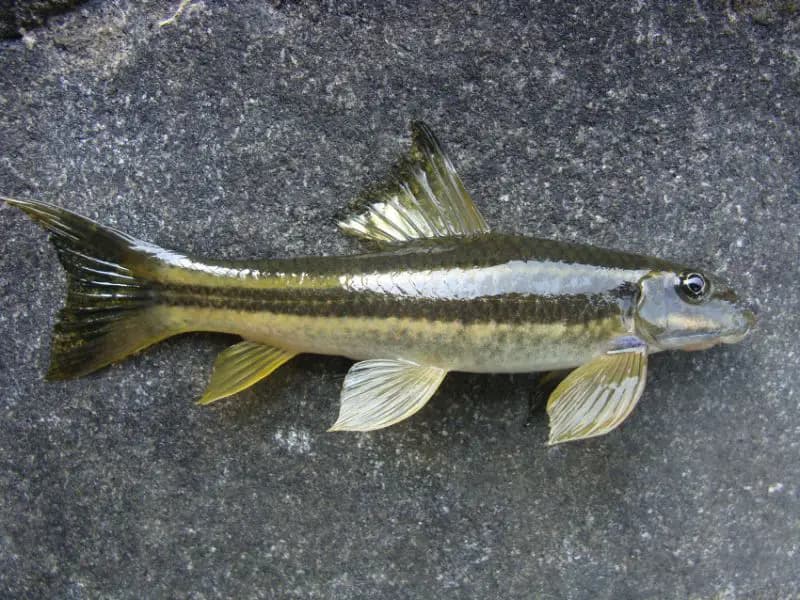 Garra mullya photo