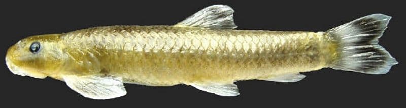 Garra nambulica photo