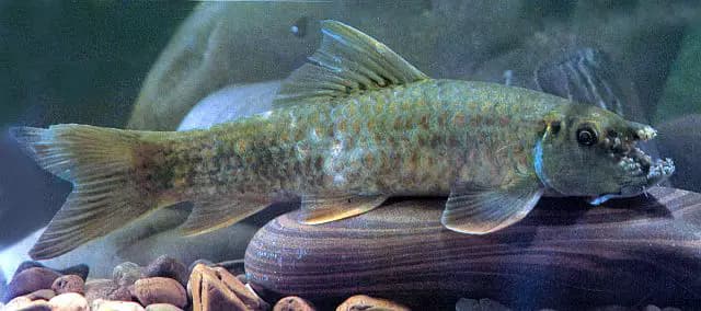 Garra orientalis photo