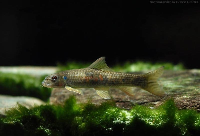 Garra rufa photo