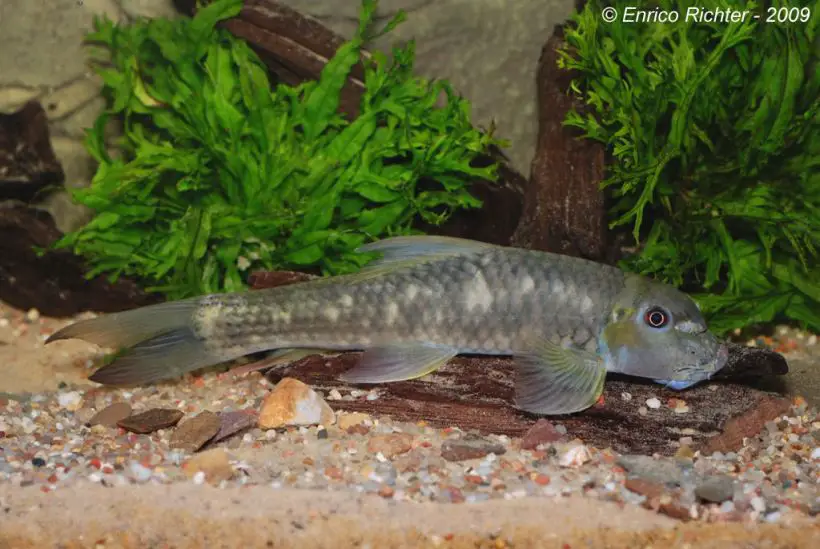 Garra salweenica photo