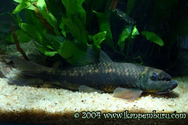 Garra bispinosa photo