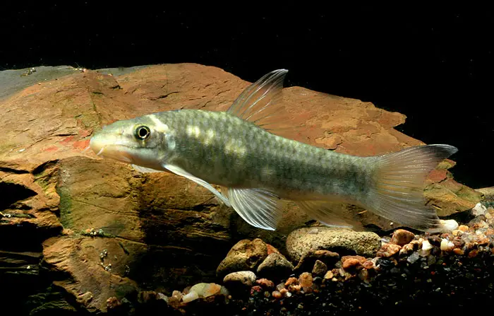 Garra rakhinica photo