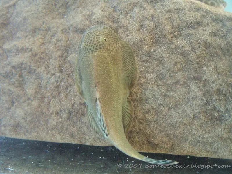 Gastromyzon aeroides photo