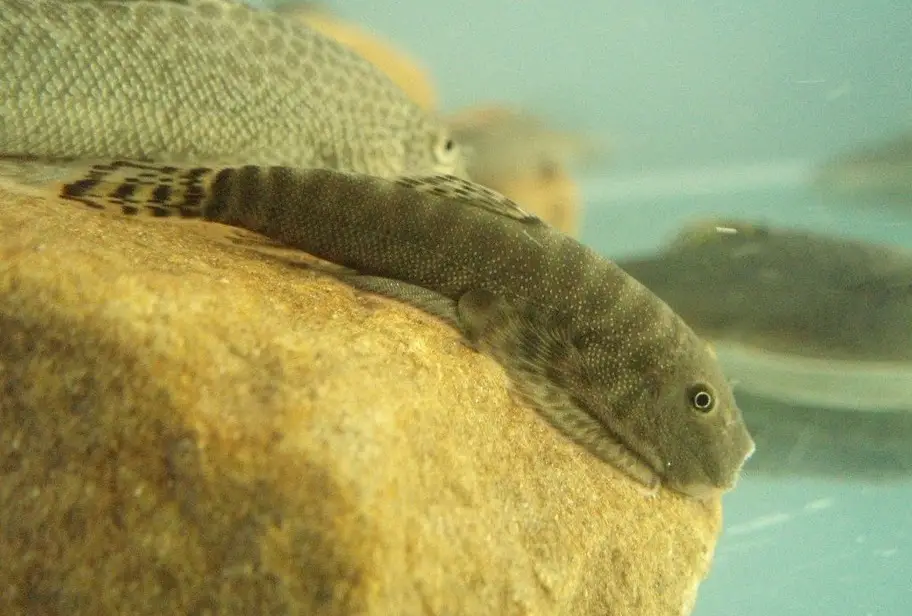 Gastromyzon cornusaccus photo