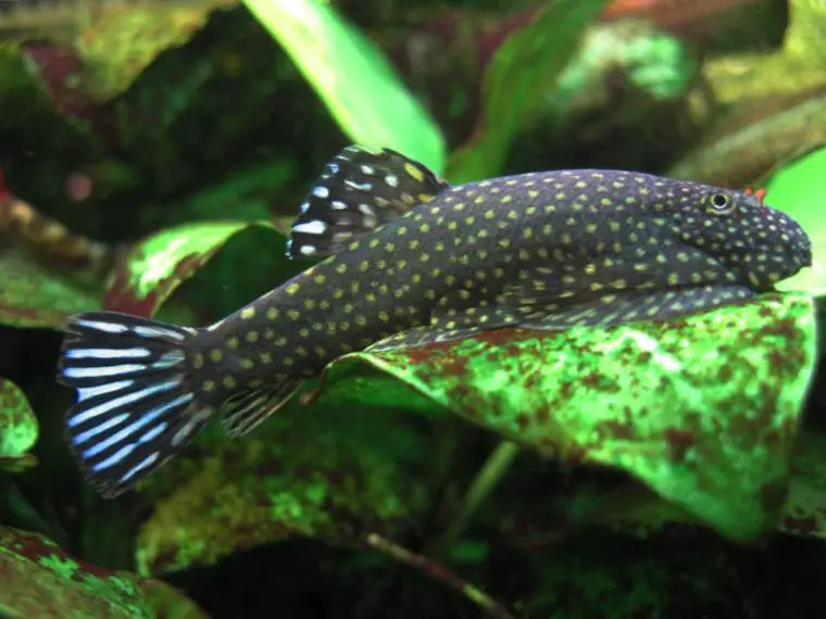 Gastromyzon ctenocephalus photo