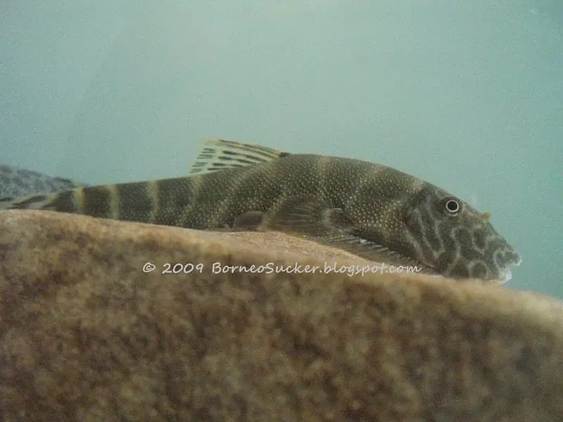 Gastromyzon extrorsus photo