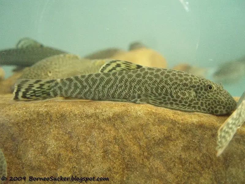 Gastromyzon monticola photo