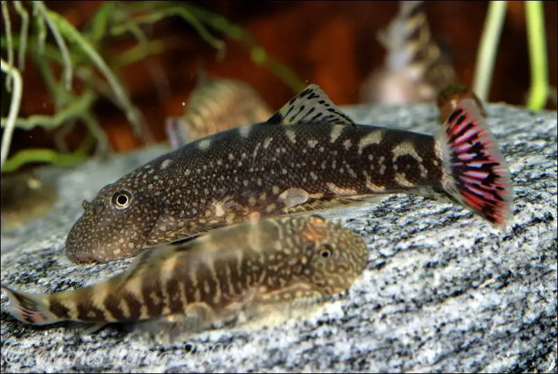 Gastromyzon ocellatus photo
