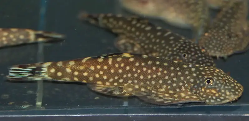 Gastromyzon scitulus photo