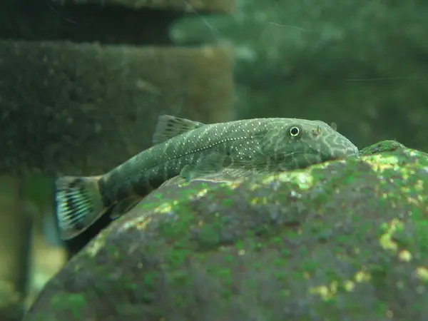 Gastromyzon sp. sk03 photo
