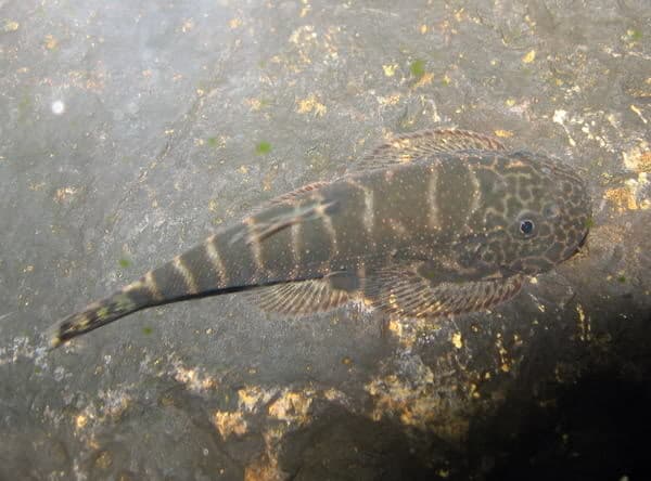 Gastromyzon sp. sk04 photo