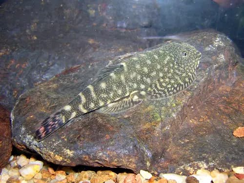 Gastromyzon sp. sk01 photo