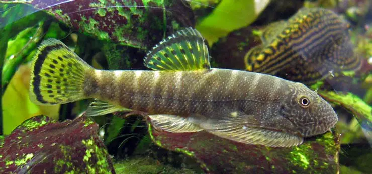 Gastromyzon viriosus photo