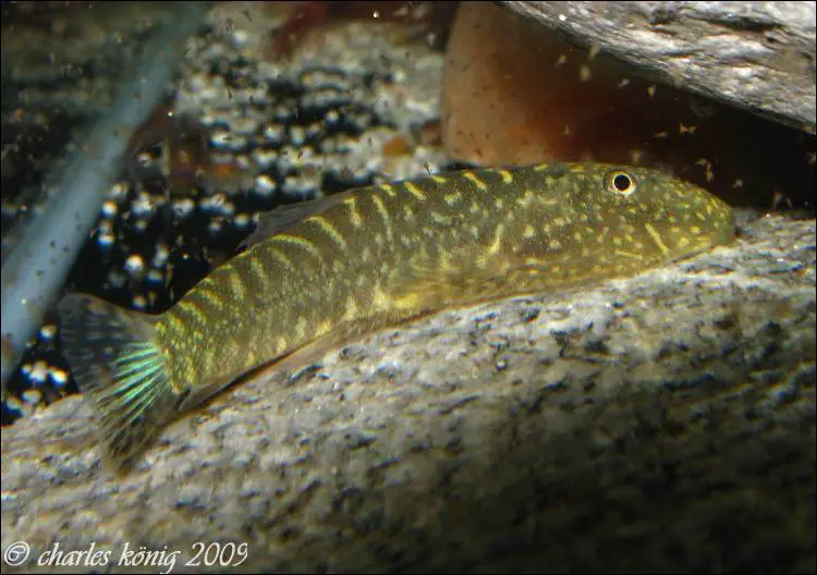 Gastromyzon zebrinus photo