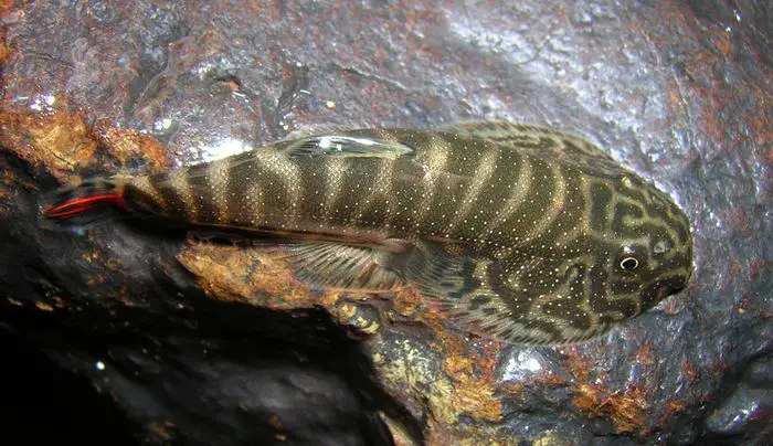 Gastromyzon sp. sk02 photo