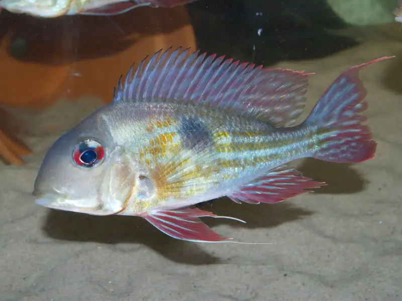 Geophagus proximus photo