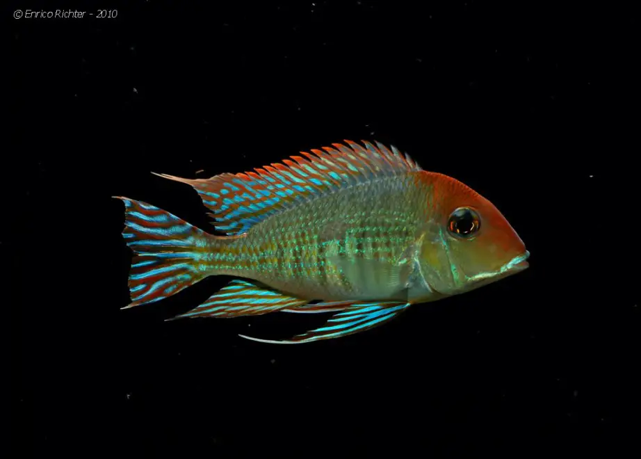 Geophagus sp. orange head photo