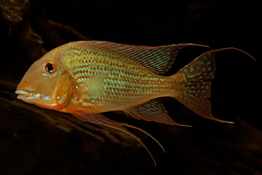 Geophagus altifrons photo