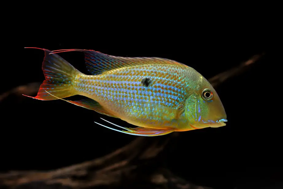Geophagus neambi photo