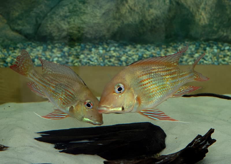 Geophagus brachybranchus photo