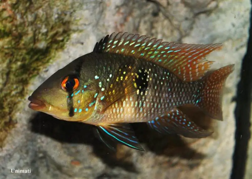 Geophagus brasiliensis photo