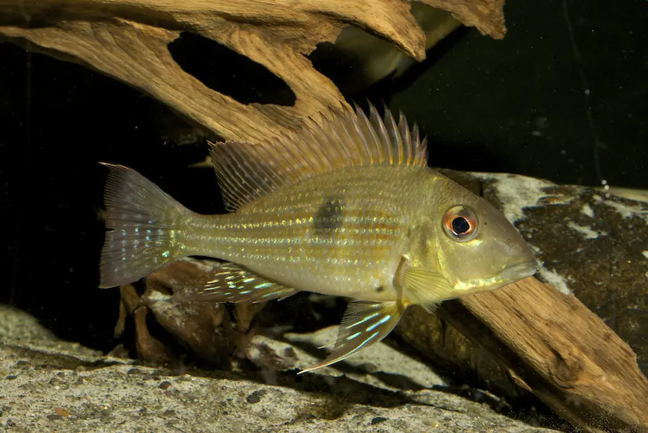 Geophagus brokopondo photo