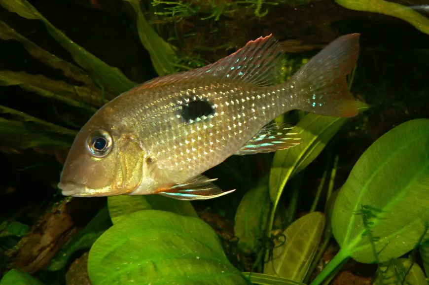 Geophagus camopiensis photo
