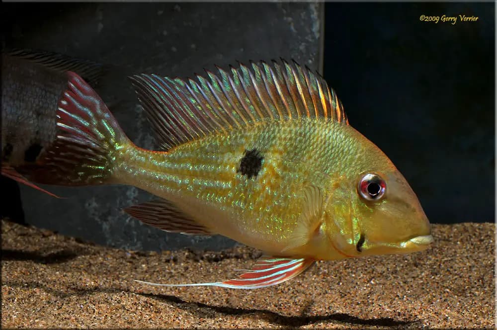 Geophagus dicrozoster photo