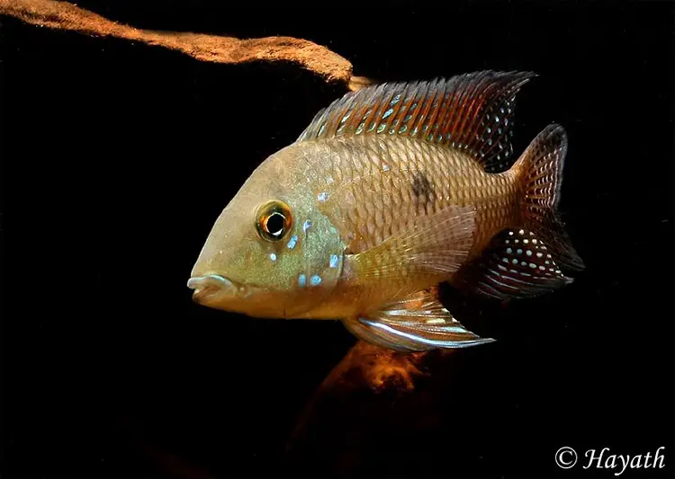 Geophagus iporangensis photo