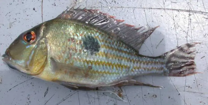 Geophagus megasema photo