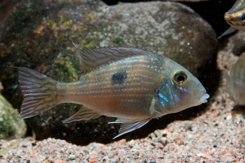 Geophagus parnaibae photo