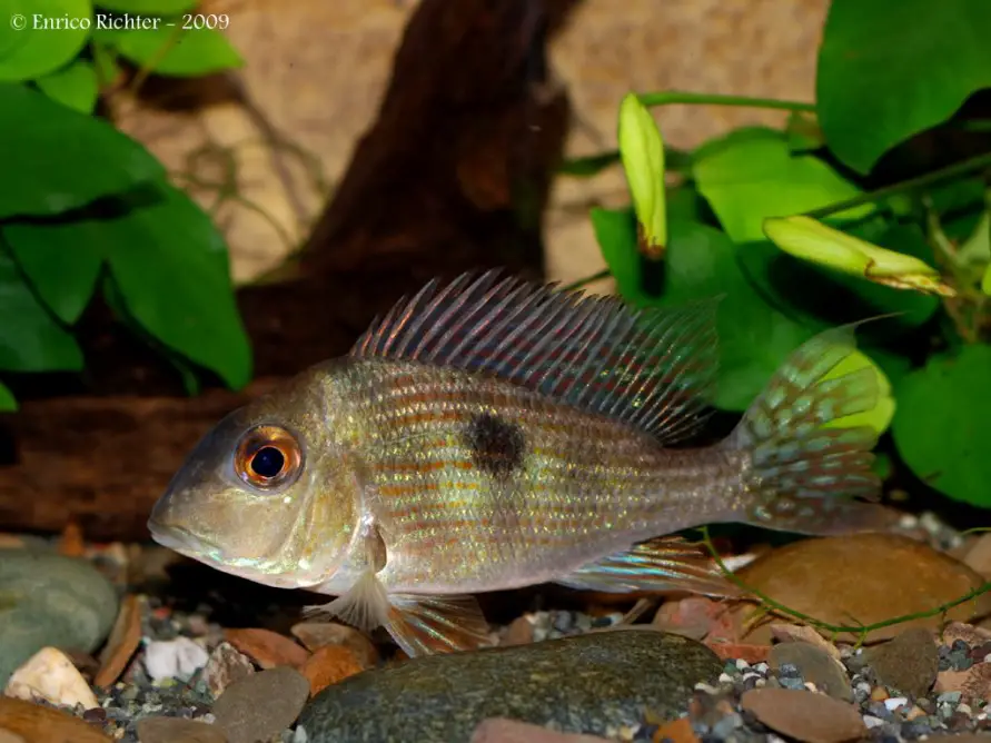 Geophagus sp. pindaré photo